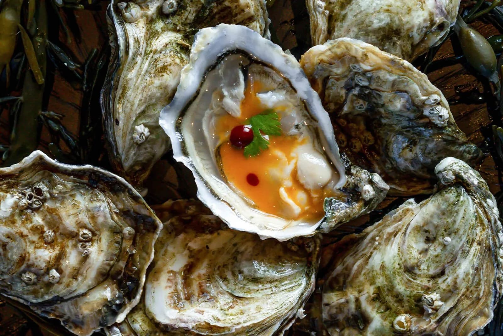 oester