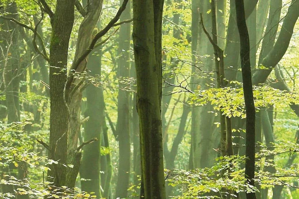 Speelbos Nieuw Wulven